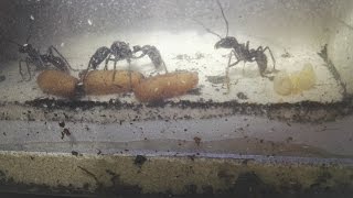 Paraponera clavata Folge1 Haltungsbericht [upl. by Hadwyn385]