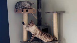 Cat tree play time and kitty problem solving [upl. by Anchie]