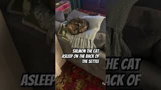 The adventures of salmon the cat asleep on the back of the settee [upl. by Raye]