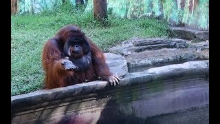 Orangutan Asks for Banana Then Throws Back Peel [upl. by Ettennil627]