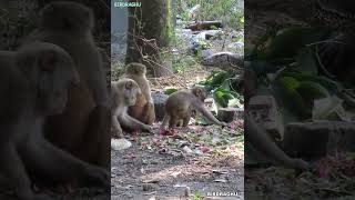 Intruders are not Allowed in the Picnic Sundarbans India [upl. by Naimed]