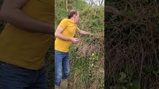 Betony stachys officinalis herbs permaculture foraging woodland hedges nativeplants [upl. by Rimas784]