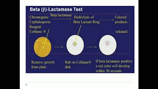 Beta Lactamase test [upl. by Rehtnug519]