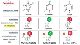 Introduction to Nucleic Acids Nucleosides and Nucleotides  Biochemistry Basics [upl. by Nnyloj]