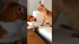 dog dogdance funny doggydance doglover cat pets catdancer catvideos cutecatdancing [upl. by Leeda]