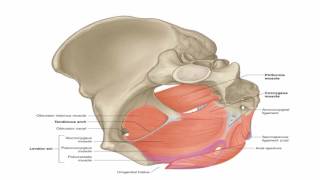 Anatomy 1  C3  L7  Pelvic muscles and sacral plexus [upl. by Sadirah]