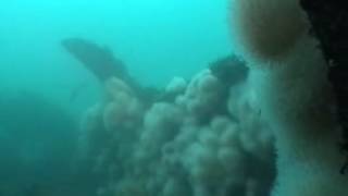 Diving the HMS Witherington wreck South Shields 2004 [upl. by Kralc]