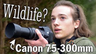 Wildlife Photography with Canon 75300mm kit lens  Putting the lens to the test  75300mm Review [upl. by Reaht]