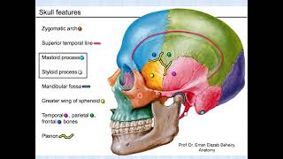 Norma Lateralis of the skull [upl. by Bonucci]