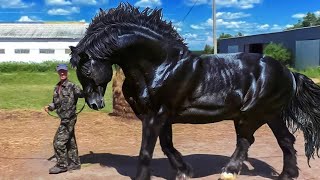 These Are 10 Most Beautiful Rarest Horses  Rare Species of Horses [upl. by Ainekahs]