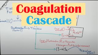 Coagulation Clotting Cascade and Secondary Hemostasis [upl. by Yelsnik]