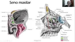 Anatomía aplicada del Seno Maxilar Relevancia clínica [upl. by Nilatak708]