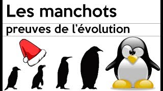 Les manchots et pas les pingouins [upl. by Palladin]