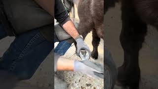 Staifying horses legs horsecare satisfying horsefarrier hoof tips [upl. by Ringsmuth438]