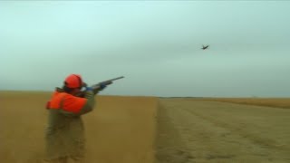 South Dakota Pheasant Hunting Season [upl. by Greeley]