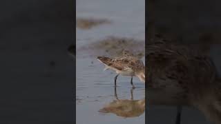 Discover the Unique Wildlife of the Caribbean [upl. by Lateh]