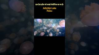 Lakho jellyfish ka ghar facts 102 shorts underwaterambience [upl. by Zabrine384]