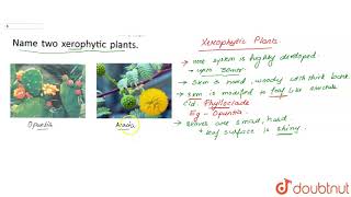 Name two xerophytic plants [upl. by Rodrich]