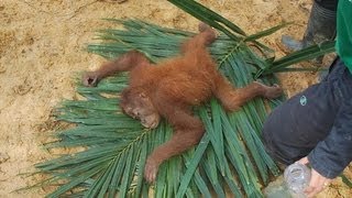 Sumatran orangutans were rescued [upl. by Adiaroz656]