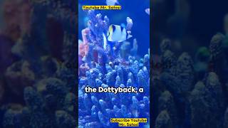 Dottyback Fish A Quick Dive [upl. by Eceinart]