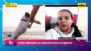 ¿Cómo prevenir las garrapatas en los perros [upl. by Leaj633]