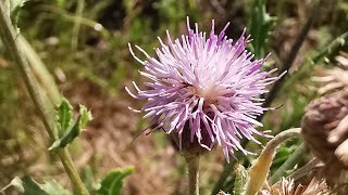 Μπαμπακιά ή Κίρσιο το αρουραίο Cirsium arvense στην Αρχαία Αγορά της Θάσου [upl. by Sucramaj]