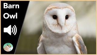 Barn Owl  Sounds [upl. by Rentschler]