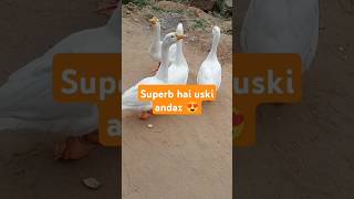 Super star youtubeshorts goose viralshort shots lovestatus [upl. by Siahc]