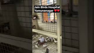 Jain Birds Hospital Yamunanagar burds birds parrot parrotsound parrottalking [upl. by Rawde]