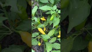 Grow Mini White Habanero Peppers From Seed [upl. by Griseldis206]