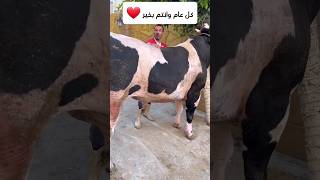 كل عام وانتم بخير 🥰❤️عيد اضحي مبارك 🥰 viral cow عيدالأضحى عيدمبارك shortvideo المغرب مصر [upl. by Amato]