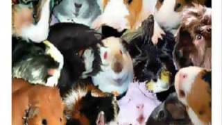 Funny Guinea pig song [upl. by Nored]