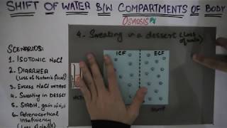 Shift of water between body compartments part 2 [upl. by Aneret376]