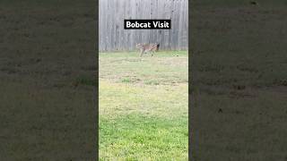 Bobcat In Backyard bobcatwildlifewildanimalstexaswildlife [upl. by Nasho81]