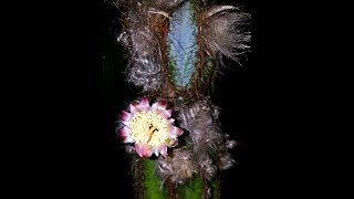 Pilosocereus Pachycladus Blue Columnar Cactus from Bud to Bloom [upl. by Notsirb]