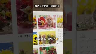 【ついに情報解禁】愛しの子猫とフラワー 2025年カレンダー 山と渓谷社 ねこランド 子猫 cats [upl. by Maurise]