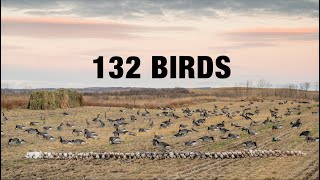 INSANE Dry Field Combo Hunt Mallards Pintails Wigeon Canadas Snows Specks [upl. by Adyam21]