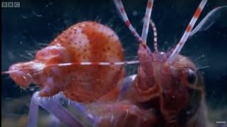 Pistol Shrimp Superheats Water  Weird Nature  BBC Earth [upl. by Akimrej394]