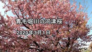 「青毛堀川埼玉県久喜市の河津桜2020」 [upl. by Auqeenwahs926]