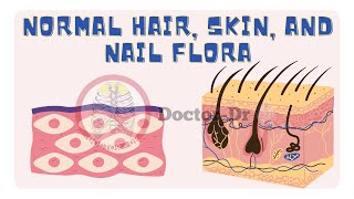 Human Skin Microbiome  Normal Flora of Hair Skin and Nail [upl. by Ecirtemed252]