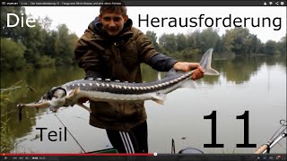 Die Herausforderung 11  Fange eine 55cm Brasse und eine 40cm Schleie [upl. by Claus]