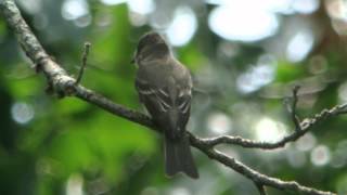 Western WoodPewee  Lotawana MO [upl. by Centonze36]