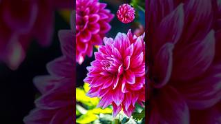 Beautiful Pink Dahlia nature beautiful dahlia flowers youtube shorts trending viral [upl. by Anialeh]