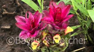 Curcuma angustifolia Cambodia 20110419 080556mp4 [upl. by Leirad446]