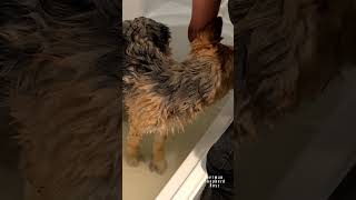 German Shepherd Puppy Has a Bath…germanshepherdpuppy germanshepherddog germanshepherdpuppybath [upl. by Ahseeyt]