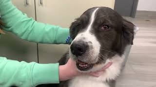 Cranial nerve exam on a dog  Rabies suspect [upl. by Ahsats73]