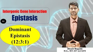 Genetics Gene Interaction Epistasis Dominant Epistasis 1231 ratio BSc amp MSc Zoology [upl. by Tallou]