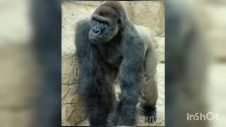 Harambe the gorilla gun shot video [upl. by Dietz]