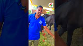 இந்த குதிரை பெயர் லைலா  anthiyur gurunathaswamy kovil kuthirai santhai  horse riding shorts [upl. by Lipman499]