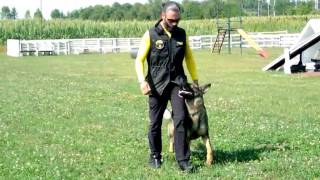 PREPARAZIONE DEL CANE DA SOCCORSO  Obbedienza e Destrezza [upl. by Pardner777]